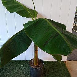 Puerto Rican Plantain Banana Tree Puerto Rican Plantain Banana Tree