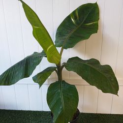 Puerto Rican Plantain Banana Tree Puerto Rican Plantain Banana Tree