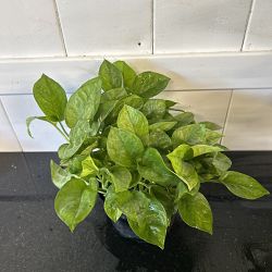 Lemon Meringue Pothos Lemon Meringue Pothos