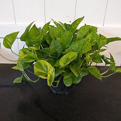 Lemon Meringue Pothos Lemon Meringue Pothos