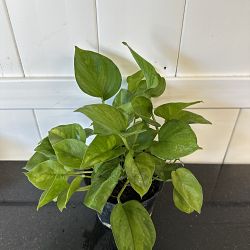 Lemon Meringue Pothos Lemon Meringue Pothos
