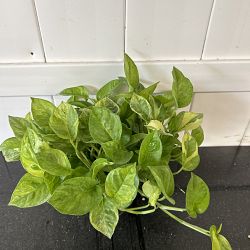 Lemon Meringue Pothos Lemon Meringue Pothos