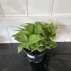 Lemon Meringue Pothos Lemon Meringue Pothos