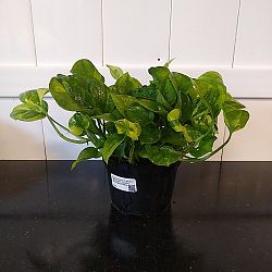 Global Green Pothos Global Green Pothos
