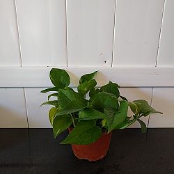 Global Green Pothos Global Green Pothos