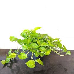 Global Green Pothos Global Green Pothos