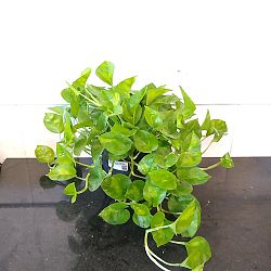 Global Green Pothos Global Green Pothos