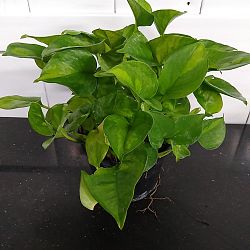 Global Green Pothos Global Green Pothos