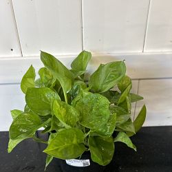 Global Green Pothos Global Green Pothos