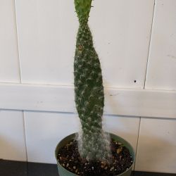 Fuzzy Cactus Fuzzy Cactus