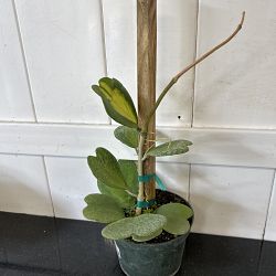 Reverse Variegated Heart-Leaf Hoya Reverse Variegated Heart-Leaf Hoya