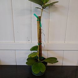 Reverse Variegated Heart-Leaf Hoya Reverse Variegated Heart-Leaf Hoya