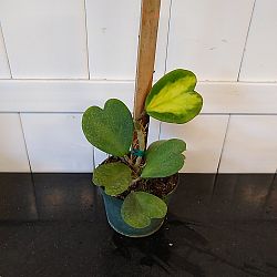 Reverse Variegated Heart-Leaf Hoya Reverse Variegated Heart-Leaf Hoya