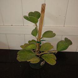 Reverse Variegated Heart-Leaf Hoya Reverse Variegated Heart-Leaf Hoya