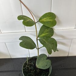 Reverse Variegated Heart-Leaf Hoya Reverse Variegated Heart-Leaf Hoya