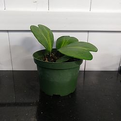 Reverse Variegated Heart-Leaf Hoya Reverse Variegated Heart-Leaf Hoya