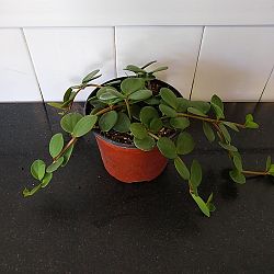 Peperomia Hope Peperomia Hope