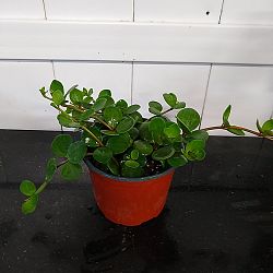 Peperomia Hope Peperomia Hope