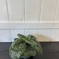 Streptocarpus 'Pretty Turtle' Streptocarpus 'Pretty Turtle'