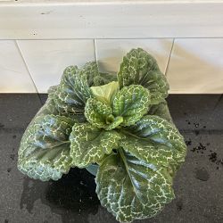 Streptocarpus 'Pretty Turtle' Streptocarpus 'Pretty Turtle'