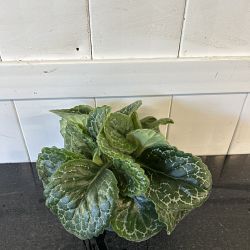 Streptocarpus 'Pretty Turtle' Streptocarpus 'Pretty Turtle'
