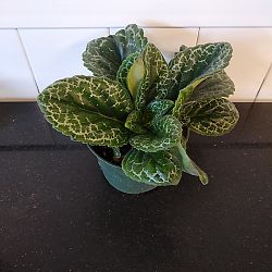 Streptocarpus 'Pretty Turtle' Streptocarpus 'Pretty Turtle'