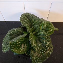 Streptocarpus 'Pretty Turtle' Streptocarpus 'Pretty Turtle'