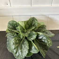 Streptocarpus 'Pretty Turtle' Streptocarpus 'Pretty Turtle'